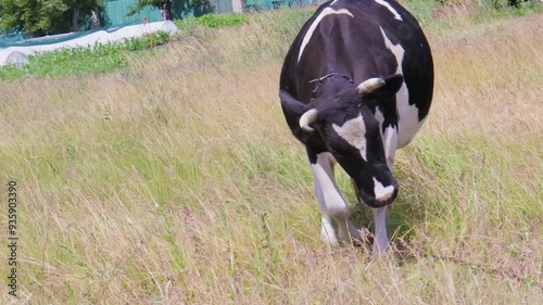 A serene afternoon in the countryside with a playful cow grazing in the vibrant green meadow under a bright blue sky