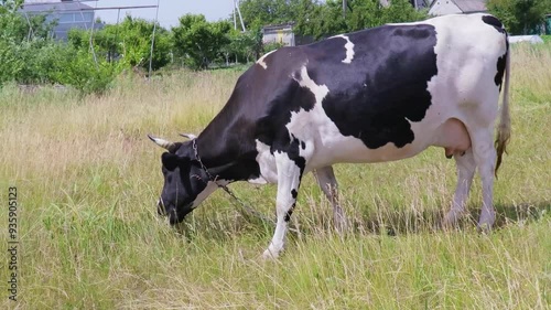 A serene afternoon with a grazing cow in a lush green field surrounded by nature’s beauty