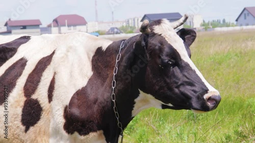A day in the life of a friendly dairy cow in a lush green field near urban homes