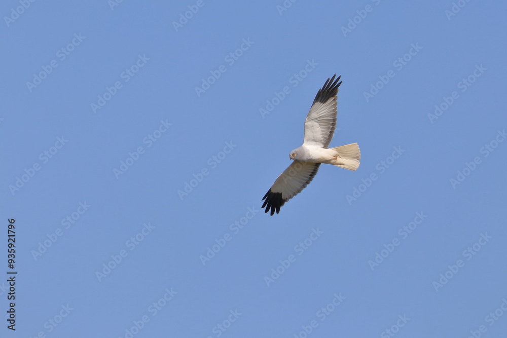 Obraz premium Hen harrier