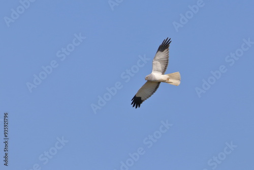 Hen harrier