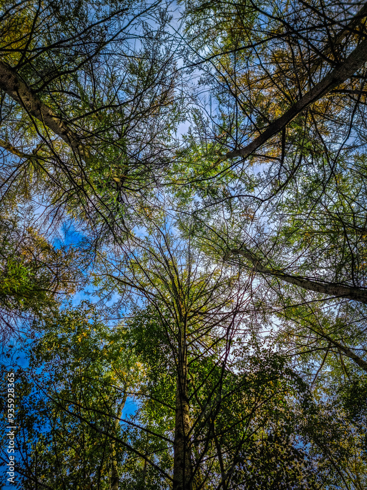 Obraz premium trees and sky