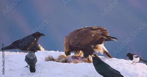 Golden eagle and crows feeding on carcass in winter landscape of fjords in Telemark, Norway