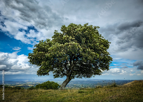 tree on a hill