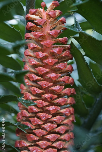 Encephalartos ferox, family Zamiaceae. Hanover Berggarten, Germany. photo