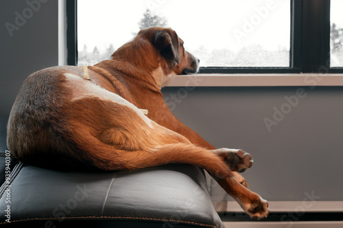 Quadro em tela Bored dog recovering from injury lying by the window
