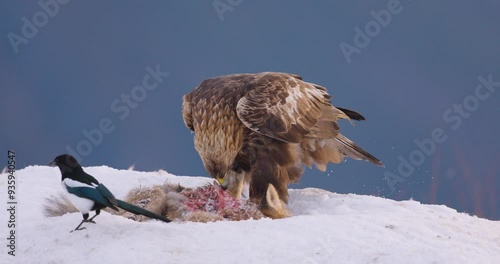 Golden eagle feeding on prey in snowy winter landscape of Telemark, Norway