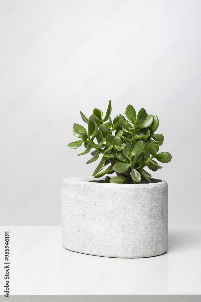 Crasulla Ovata (Money plant) in a concrete pot on the grey table. Minimalism, loft style, bright interior, home plant with thick leaves, empty spalce for the text editing, horizoontal image Crasulla Ovata (Money plant) in a concrete pot on the grey table. Minimalism, loft style, bright interior, home plant with thick leaves, empty spalce for the text editing, horizoontal image