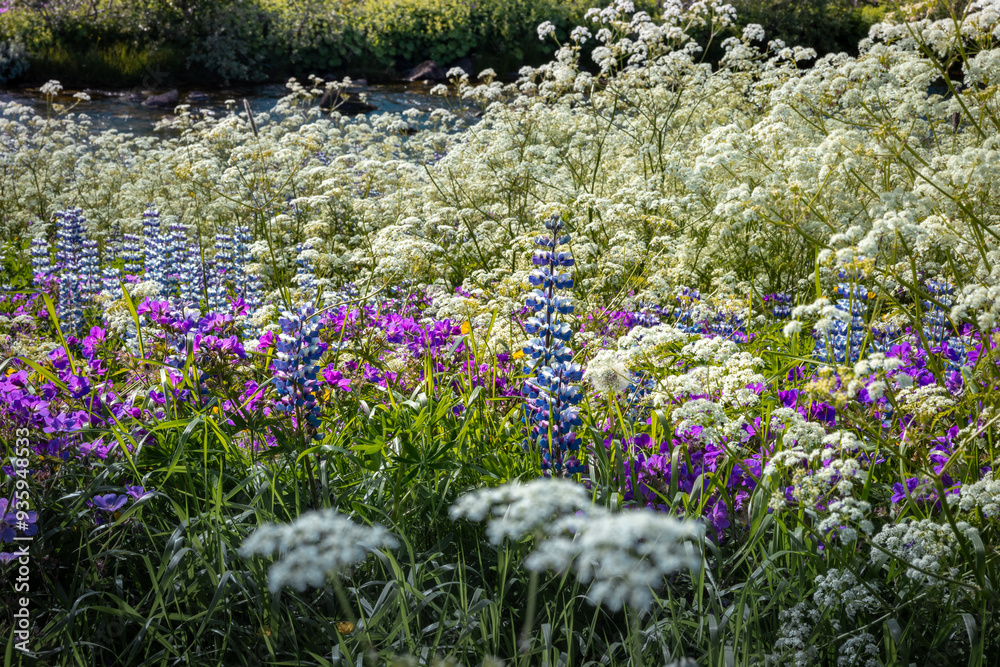 Obraz premium Colourful beautiful wild meadow in Iceland, blooming in the summertime. 