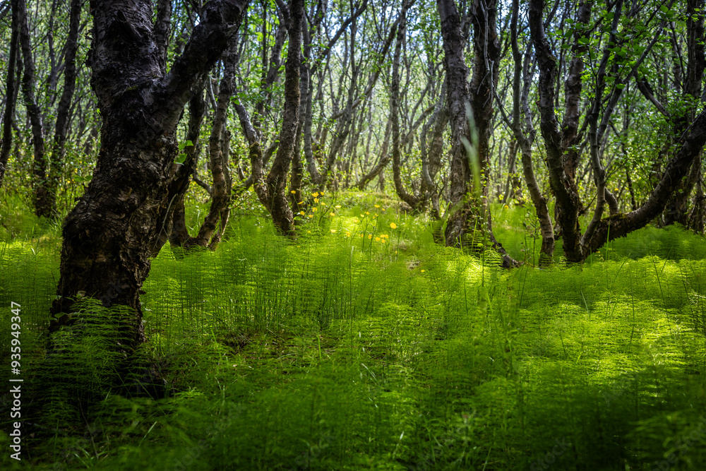 Beautiful forest landscape in Iceland, with dense green horsetails forest floor. Beautiful forest landscape in Iceland, with dense green horsetails forest floor.