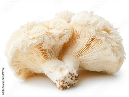 Mane Mushroom: Edible Chinese Ingredient with Medicinal Properties on White Background
