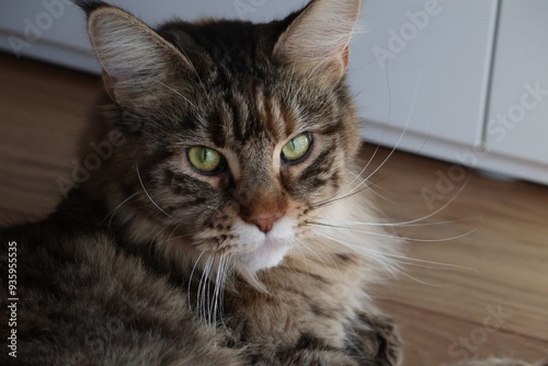 Wallpaper Mural portrait of a cat  Torontodigital.ca