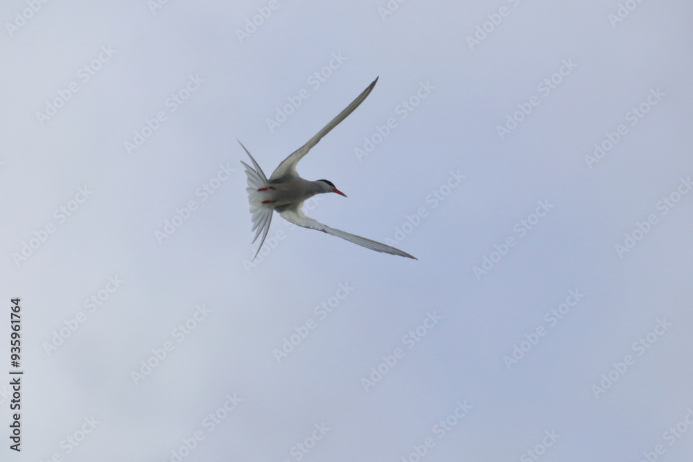 Obraz premium Common tern