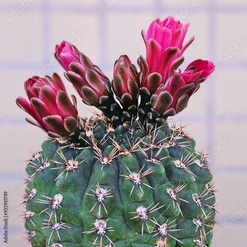 cactus flower in bloom