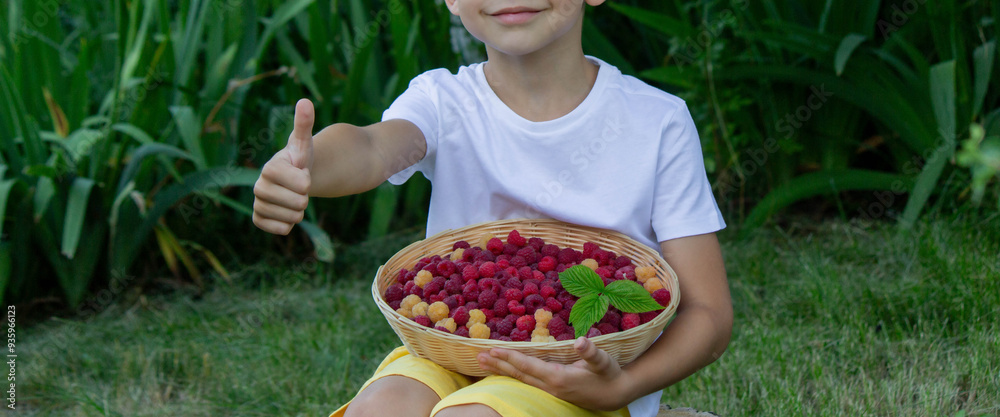 Fototapeta premium boy picks and eats raspberries. Selective focus
