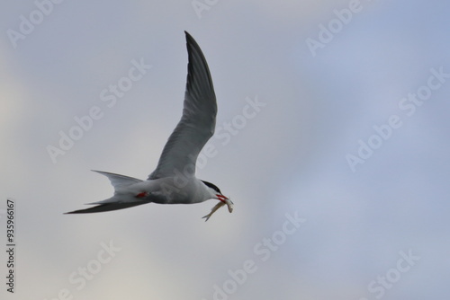 Common tern