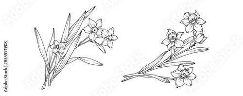 Narcissus flower bouquet arrangement line art on white background. Silhouette Daffodil botanical hand drawn element for wedding, invitation frame design, vector illustration