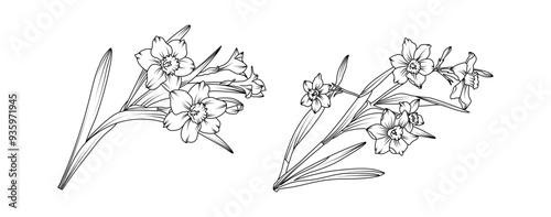 Narcissus flower bouquet arrangement line art on white background. Silhouette Daffodil botanical hand drawn element for wedding, invitation frame design, vector illustration