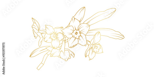 Narcissus lily flowers line art isolated on white background. Luxury daffodil floral golden design elements for invitation, wedding, wallpaper, print template, vector illustration