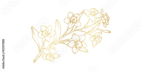 Narcissus lily flowers line art isolated on white background. Luxury daffodil floral golden design elements for invitation, wedding, wallpaper, print template, vector illustration