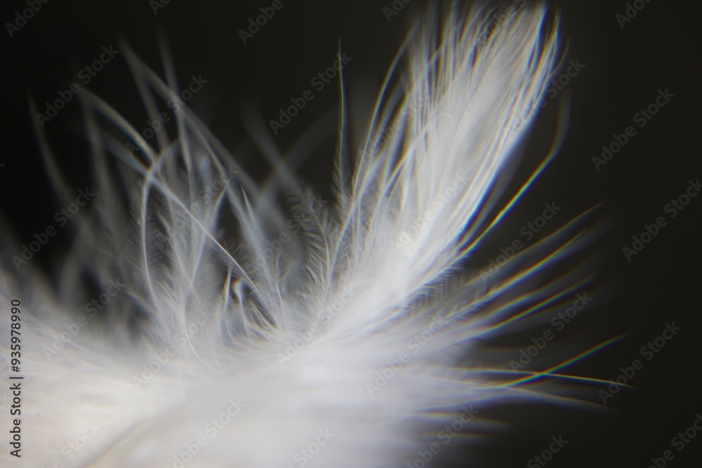 Naklejka premium Daune