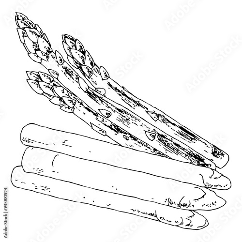 Highly detailed, hand drawn, and vectorized illustration of a Asparagus. The illustration is fully editable and comes as single file in format SVG.