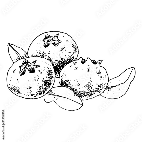 Highly detailed, hand drawn, and vectorized illustration of a Blueberry. The illustration is fully editable and comes as single file in format SVG.