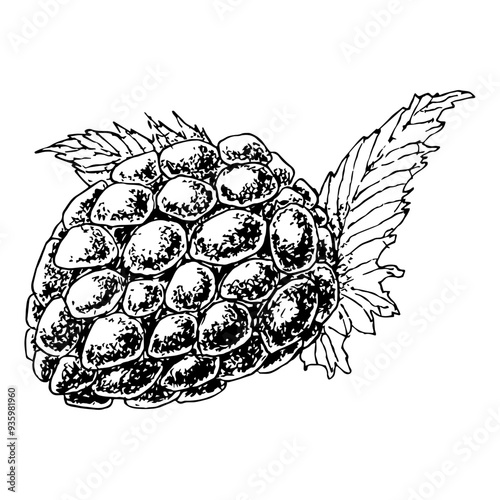 Highly detailed, hand drawn, and vectorized illustration of a Blackberry. The illustration is fully editable and comes as single file in format SVG.
