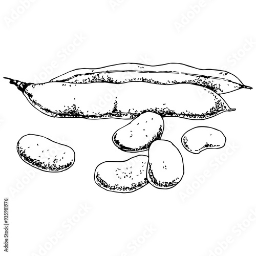 Highly detailed, hand drawn, and vectorized illustration of a Broad Bean. The illustration is fully editable and comes as single file in format SVG.