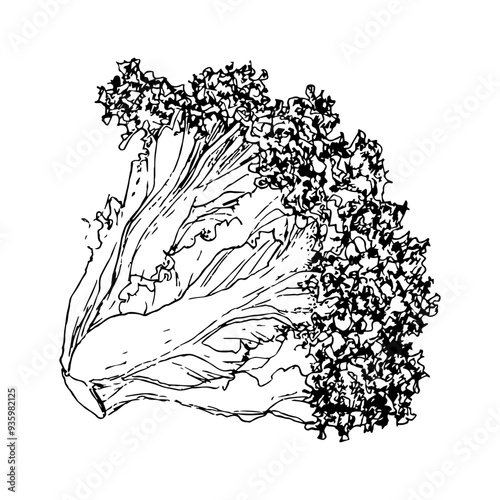 Highly detailed, hand drawn, and vectorized illustration of a Lollo Lettuce. The illustration is fully editable and comes as single file in format SVG.