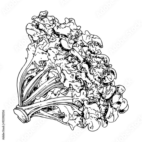 Highly detailed, hand drawn, and vectorized illustration of a Oak Leaf Lettuce. The illustration is fully editable and comes as single file in format SVG.