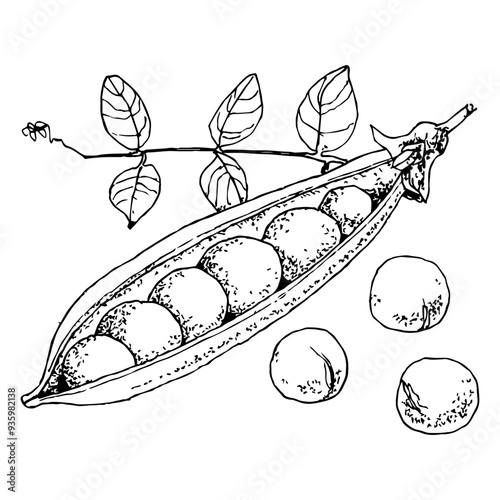 Highly detailed, hand drawn, and vectorized illustration of a Pea. The illustration is fully editable and comes as single file in format SVG.