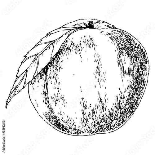 Highly detailed, hand drawn, and vectorized illustration of a Peach. The illustration is fully editable and comes as single file in format SVG. photo