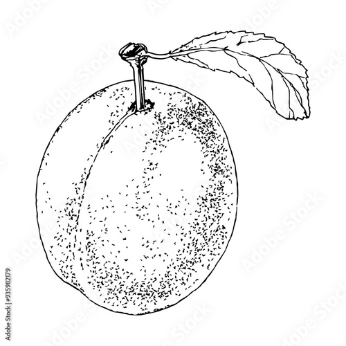 Highly detailed, hand drawn, and vectorized illustration of a Plum. The illustration is fully editable and comes as single file in format SVG.