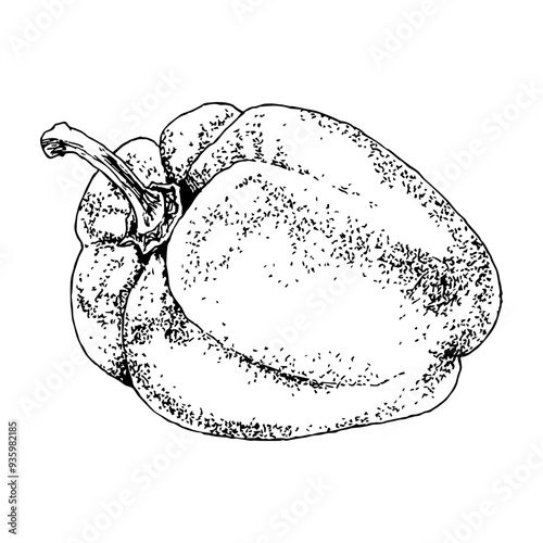 Highly detailed, hand drawn, and vectorized illustration of a Pepper. The illustration is fully editable and comes as single file in format SVG.