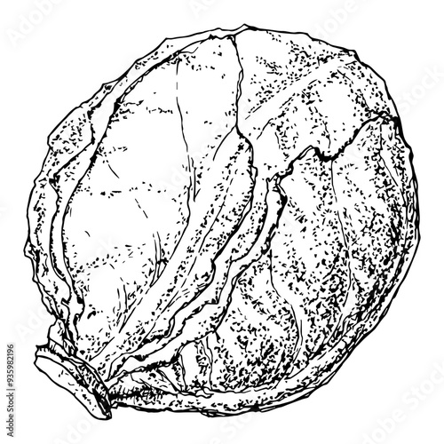 Highly detailed, hand drawn, and vectorized illustration of a Red Cabbage. The illustration is fully editable and comes as single file in format SVG.