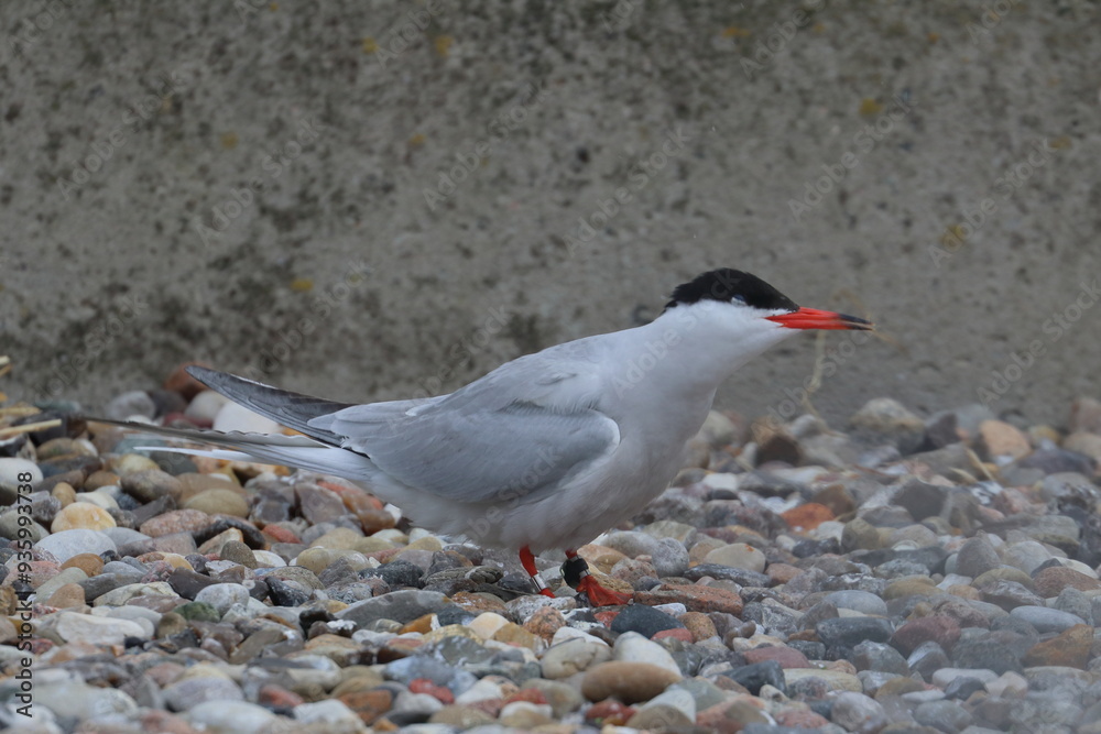 Obraz premium tern
