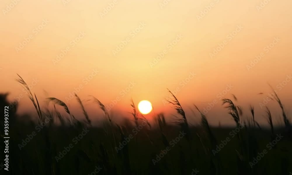 Tranquil 3d landscape at sunset with swaying tall grass Tranquil 3d landscape at sunset with swaying tall grass