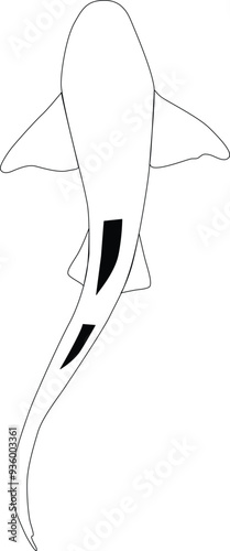 Shark outline illustration image. Nurse Shark vector illustration. Nurse Shark sillhouette
