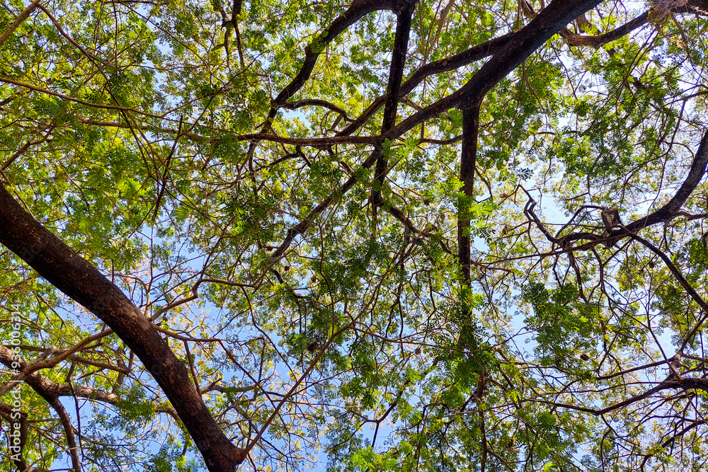 Obraz premium Trees and Twigs with Lush Green Tree Leaves