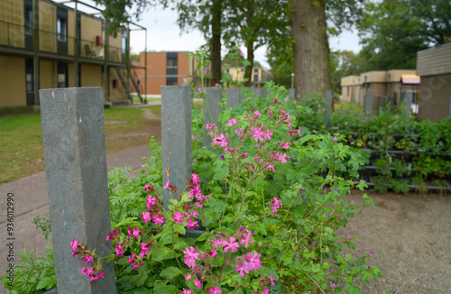 Vertical gardening with a green wall for climate adaptation. photo