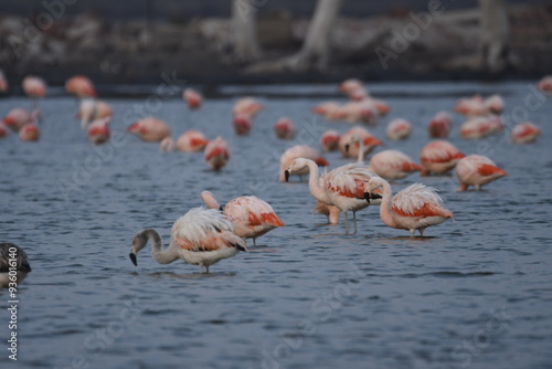 Flamingo in the lake