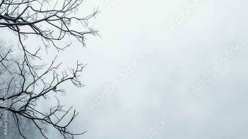 Misty branches against a pale sky, a moody and atmospheric background for nature and minimalist designs

