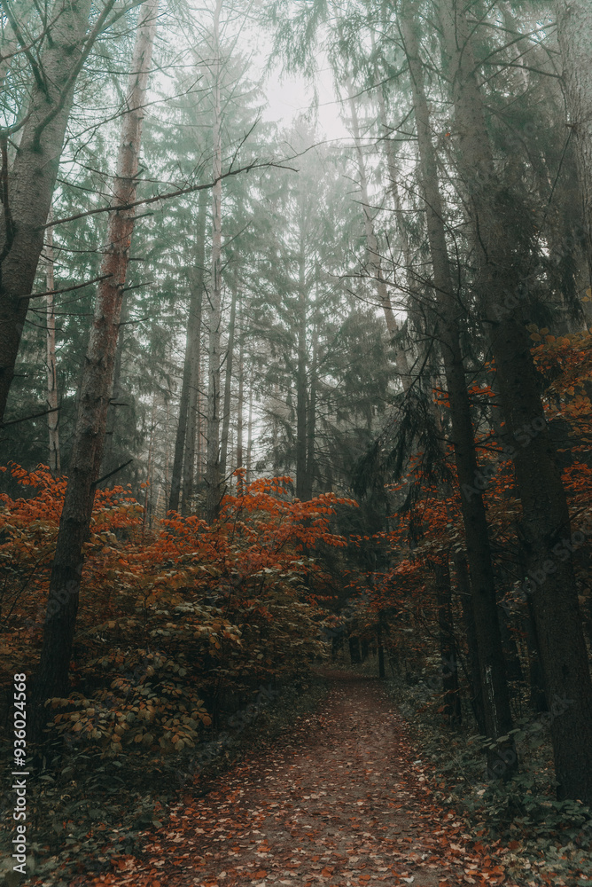 Obraz premium A path deep into an autumn foggy pine forest.