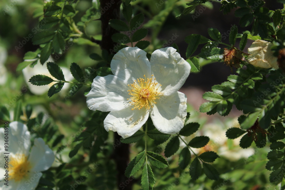Fototapeta premium white flowers in the garden