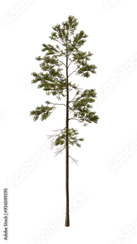 Pinus jeffreyi tree in the spring, also known as Jeffrey pine, Jeffrey's pine, yellow pine and black pine is a North American pine tree. 3d illustration. Isolated for composition.	 photo