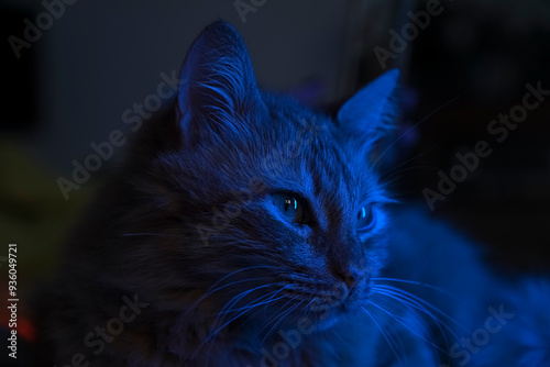 Close up photo of ginger cat in neon light. Beautiful cat eyes