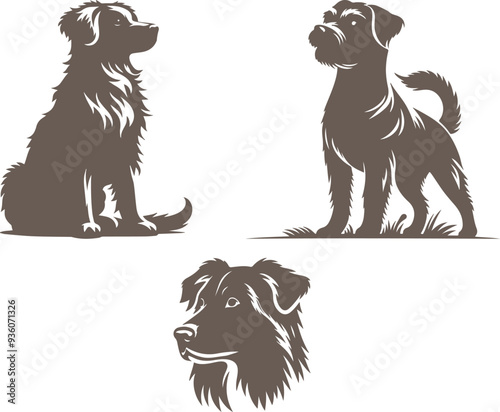 black and white dog