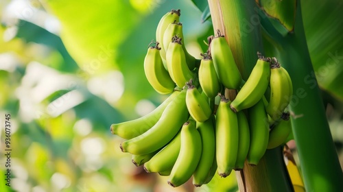 Green Bananas on a Banana Tree