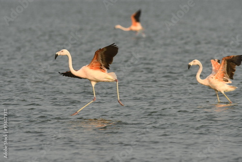 Flamingo in the lake